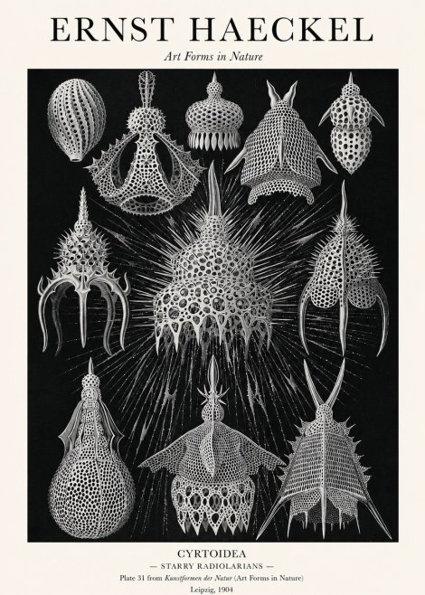 Ernst Haeckel Cyrtoidea - Starry Radiolarians No1 - Affiche