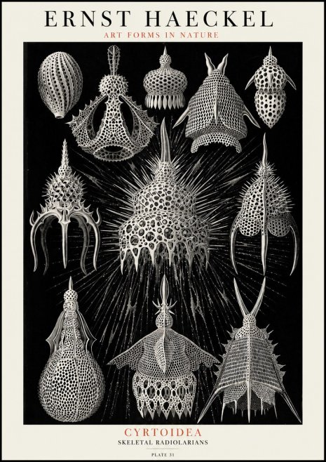 Ernst Haeckel Cyrtoidea - Starry Radiolarians No4 - Affiche