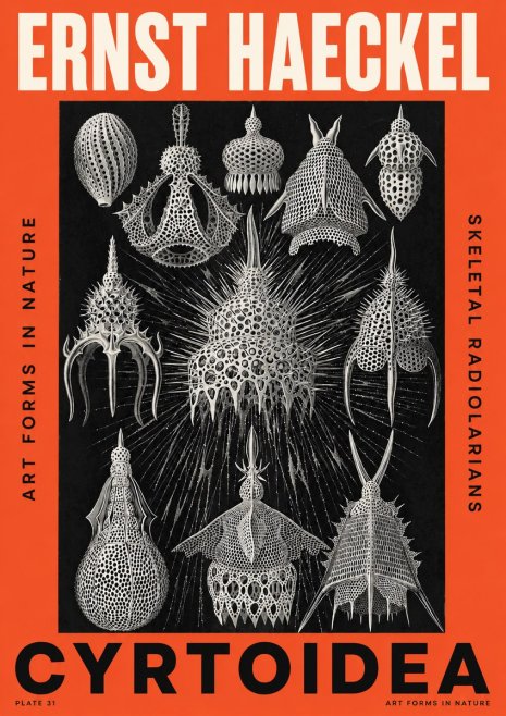 Ernst Haeckel Cyrtoidea - Starry Radiolarians No5 - Affiche