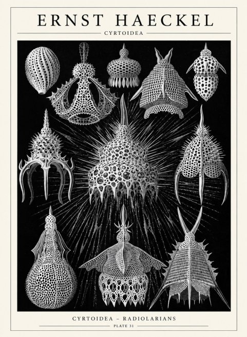 Ernst Haeckel Cyrtoidea - Starry Radiolarians No6 - Affiche
