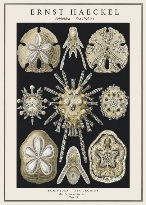 Ernst Haeckel Echinidea — Sea Urchins No1 - Affiche