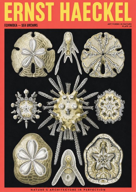 Ernst Haeckel Echinidea — Sea Urchins No2 - Affiche