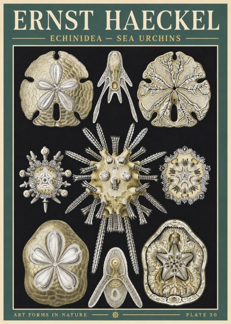 Ernst Haeckel Echinidea — Sea Urchins No3 - Affiche