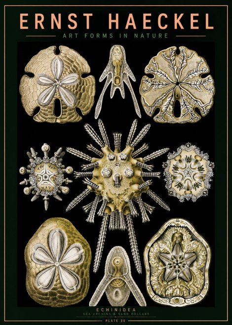 Ernst Haeckel Echinidea — Sea Urchins No5 - Affiche