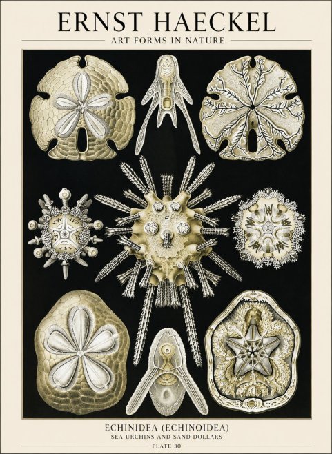 Ernst Haeckel Echinidea — Sea Urchins No6 - Affiche