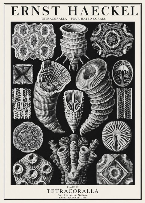Ernst Haeckel Tetracoralla - Four-rayed Corals No1 - Affiche