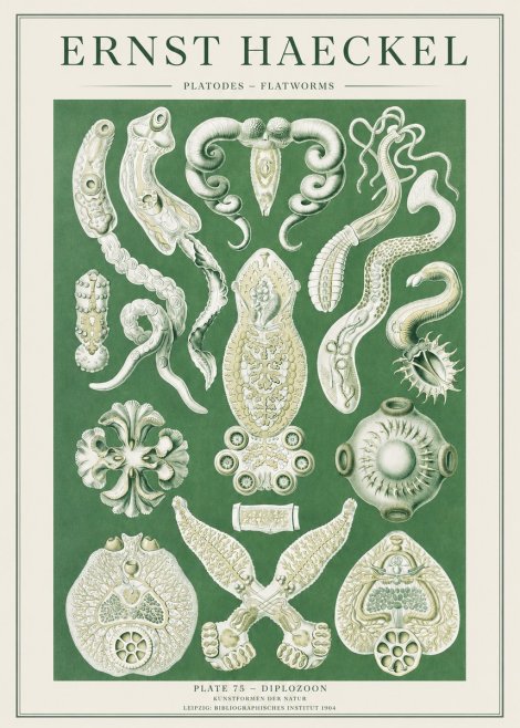 Ernst Haeckel Platodes – Flatworms No2 - Affiche