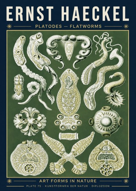 Ernst Haeckel Platodes – Flatworms No5 - Affiche