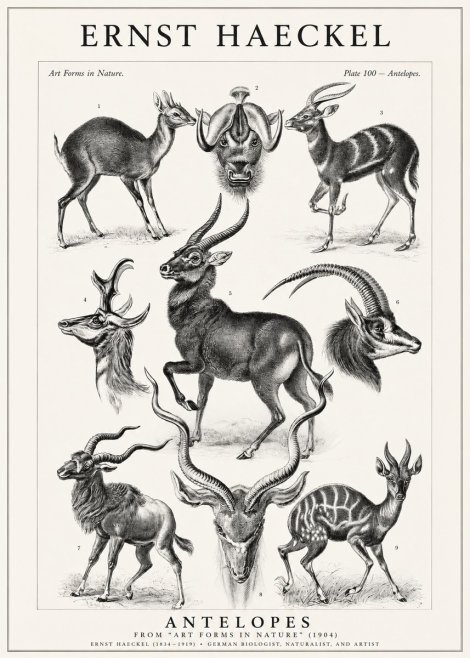 Ernst Haeckel Antelopes No1 - Affiche