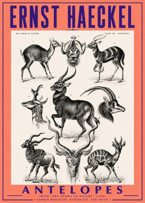 Ernst Haeckel Antelopes No3 - Affiche
