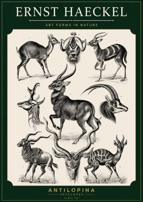 Ernst Haeckel Antelopes No5 - Affiche