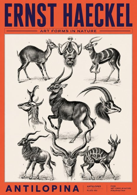 Ernst Haeckel Antelopes No6 - Affiche