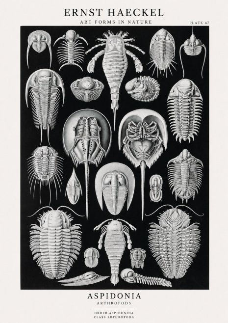 Ernst Haeckel Aspidonia No1 - Affiche