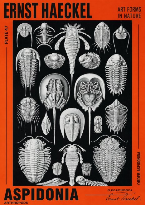 Ernst Haeckel Aspidonia No2 - Affiche
