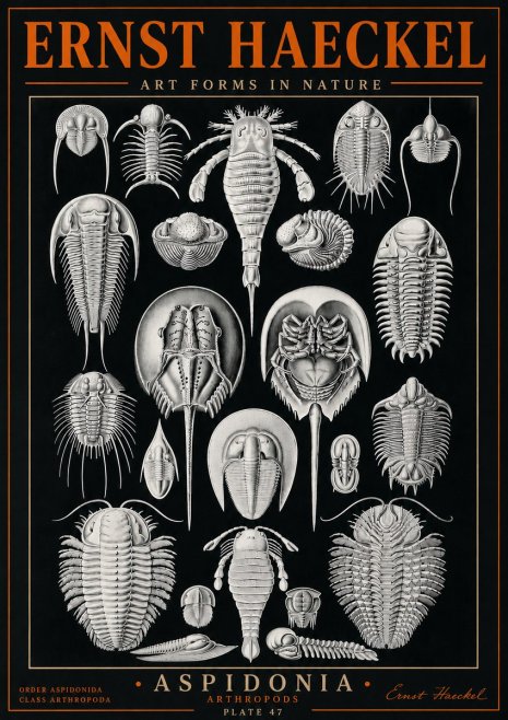 Ernst Haeckel Aspidonia No5 - Affiche