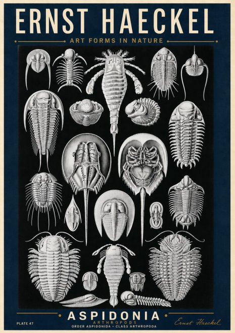 Ernst Haeckel Aspidonia No6 - Affiche