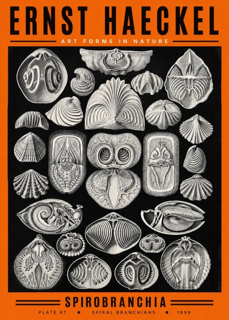 Ernst Haeckel Spirobranchia No2 - Affiche