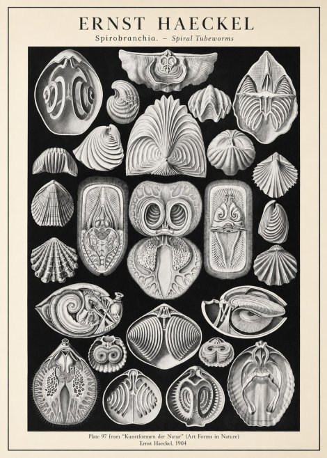 Ernst Haeckel Spirobranchia No3 - Affiche