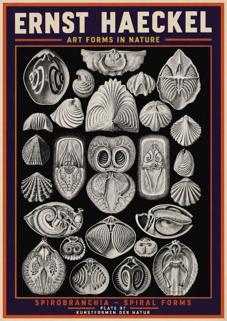 Ernst Haeckel Spirobranchia No5 - Affiche