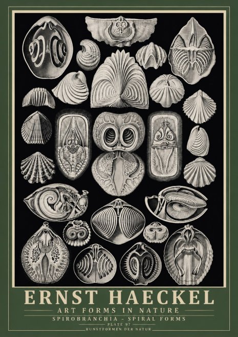 Ernst Haeckel Spirobranchia No6 - Affiche