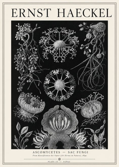 Ernst Haeckel Ascomycetes — Sac Fungi No1 - Affiche