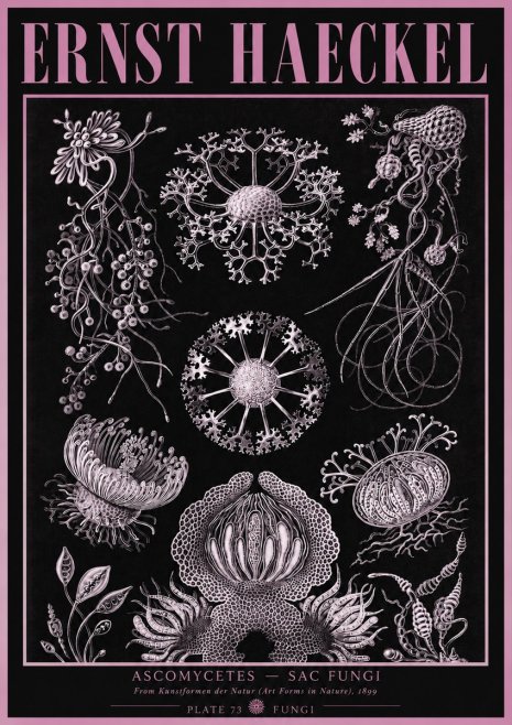 Ernst Haeckel Ascomycetes — Sac Fungi No3 - Affiche