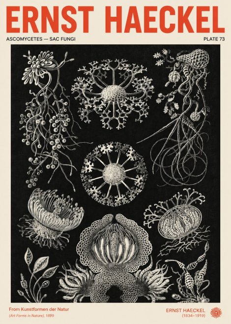 Ernst Haeckel Ascomycetes — Sac Fungi No4 - Affiche