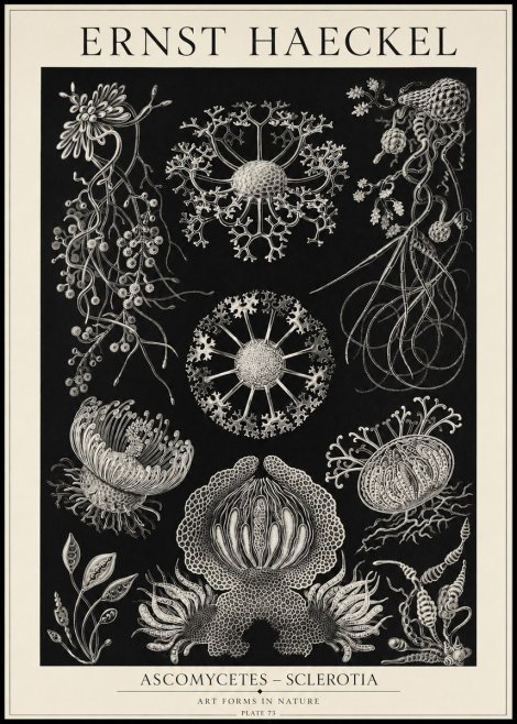 Ernst Haeckel Ascomycetes — Sac Fungi No5 - Affiche
