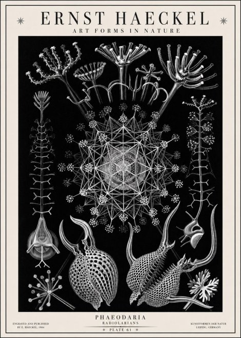 Ernst Haeckel Phaeodaria Radiolarians - Plate 61 No1 - Affiche
