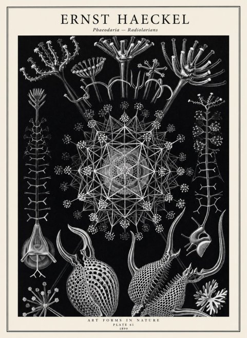Ernst Haeckel Phaeodaria Radiolarians - Plate 61 No2 - Affiche