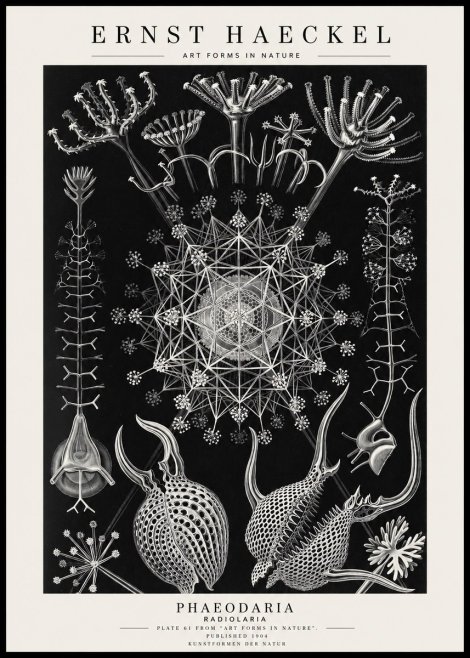 Ernst Haeckel Phaeodaria Radiolarians - Plate 61 No4 - Affiche