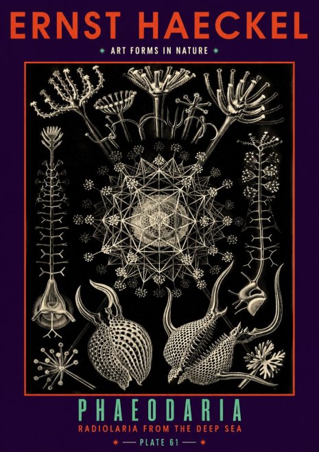 Ernst Haeckel Phaeodaria Radiolarians - Plate 61 No6 - Affiche