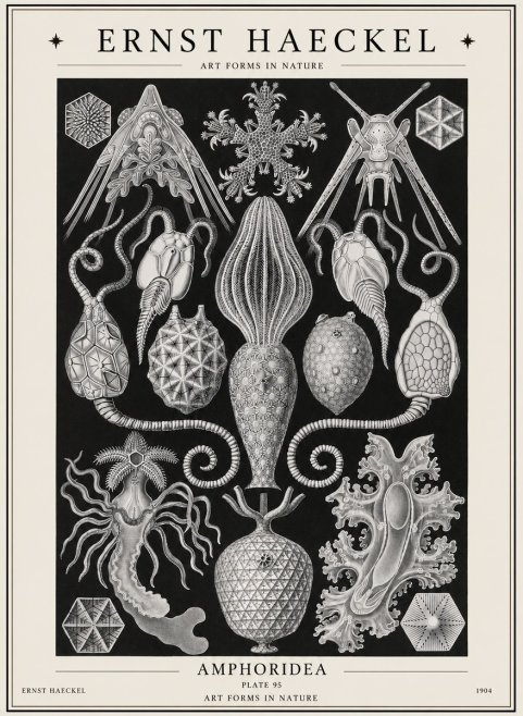 Ernst Haeckel Amphoridea No1 - Affiche
