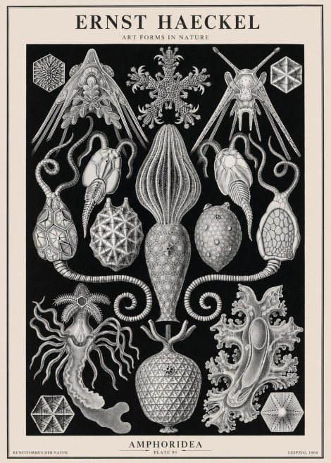 Ernst Haeckel Amphoridea No2 - Affiche