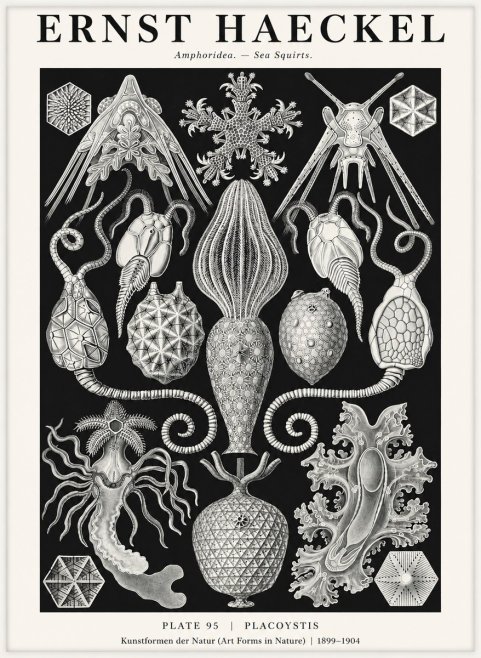 Ernst Haeckel Amphoridea No3 - Affiche