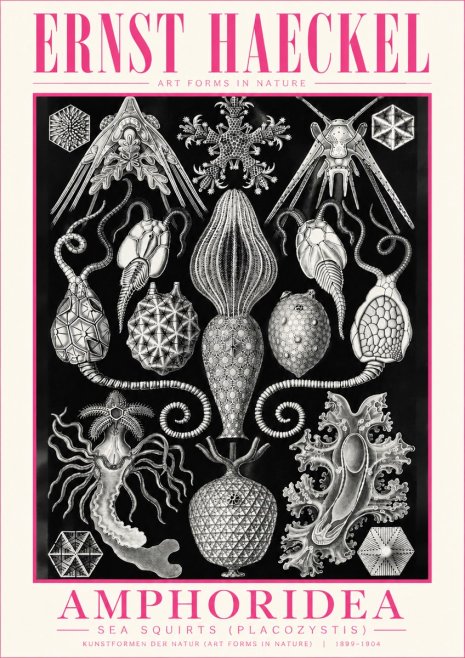 Ernst Haeckel Amphoridea No5 - Affiche