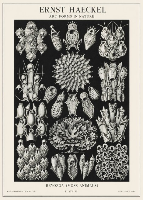 Ernst Haeckel Bryozoa No2 - Affiche