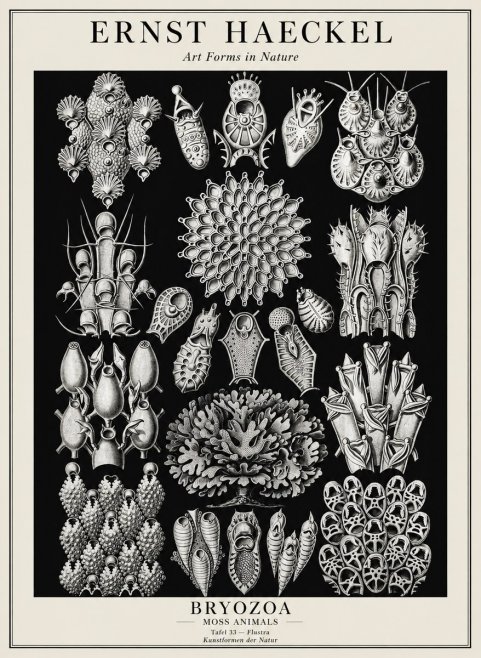 Ernst Haeckel Bryozoa No3 - Affiche