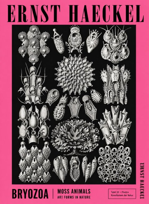 Ernst Haeckel Bryozoa No4 - Affiche