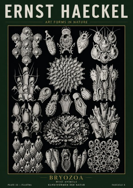 Ernst Haeckel Bryozoa No5 - Affiche
