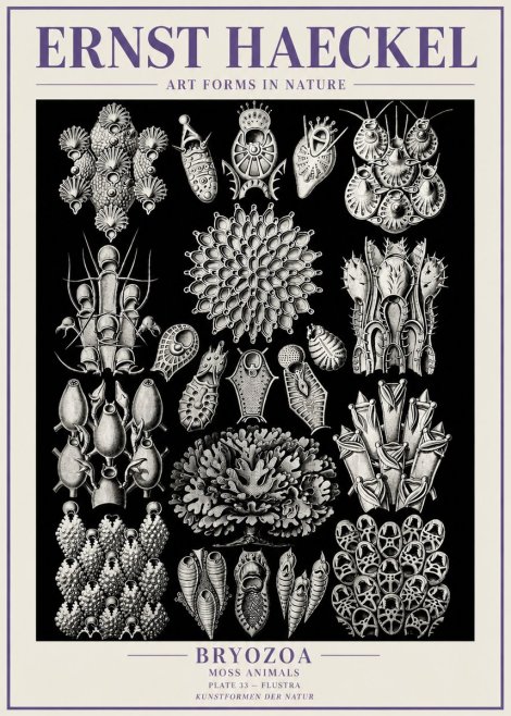 Ernst Haeckel Bryozoa No6 - Affiche