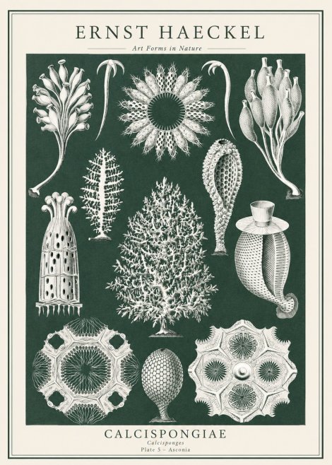 Ernst Haeckel Calcispongiae - Calcisponiges - Plate 5 - Asconia No1 - Affiche