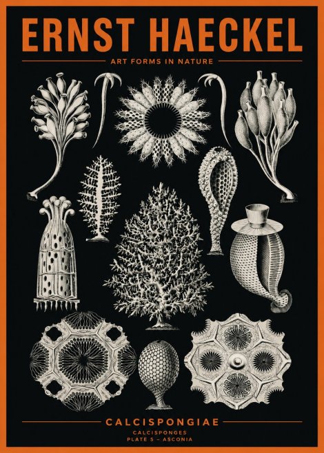 Ernst Haeckel Calcispongiae - Calcisponiges - Plate 5 - Asconia No2 - Affiche