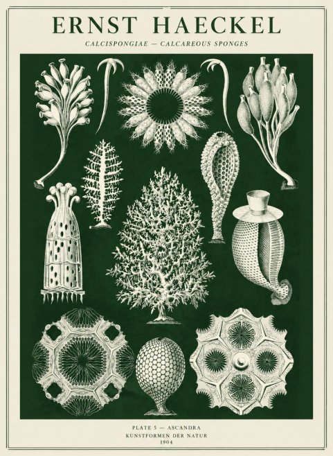 Ernst Haeckel Calcispongiae - Calcisponiges - Plate 5 - Asconia No5 - Affiche