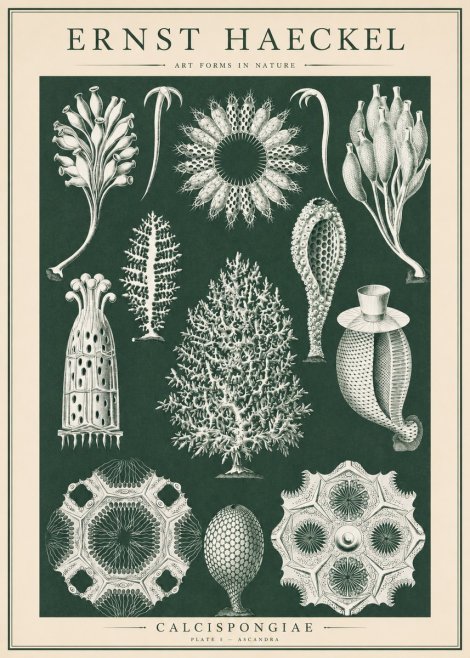 Ernst Haeckel Calcispongiae - Calcisponiges - Plate 5 - Asconia No6 - Affiche