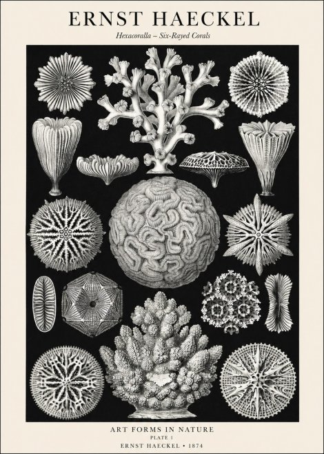 Ernst Haeckel Hexacoralla – Six-rayed Corals No1 - Affiche