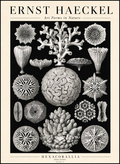Ernst Haeckel Hexacoralla – Six-rayed Corals No3 - Affiche