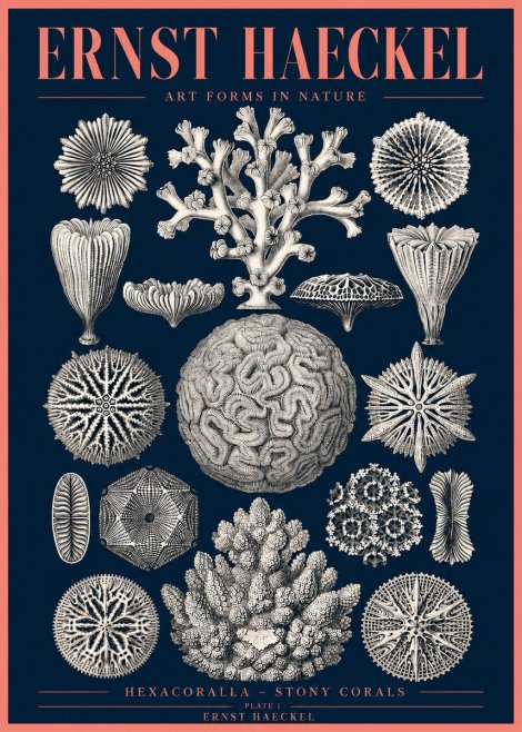 Ernst Haeckel Hexacoralla – Six-rayed Corals No4 - Affiche