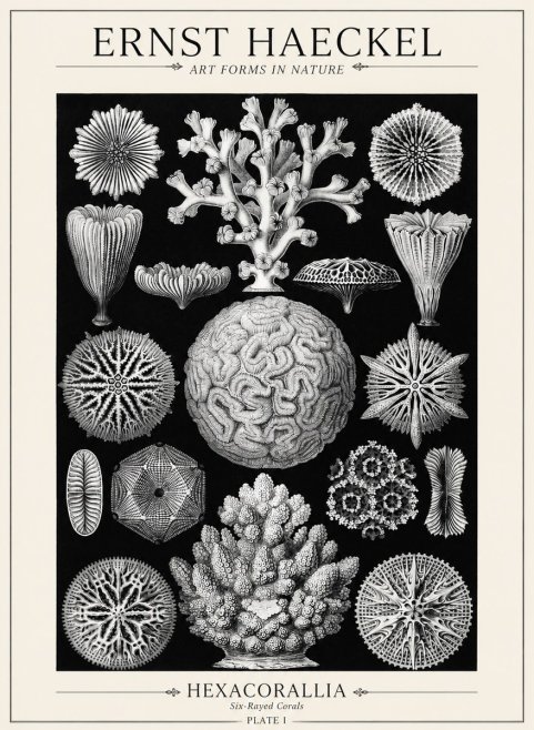 Ernst Haeckel Hexacoralla – Six-rayed Corals No5 - Affiche