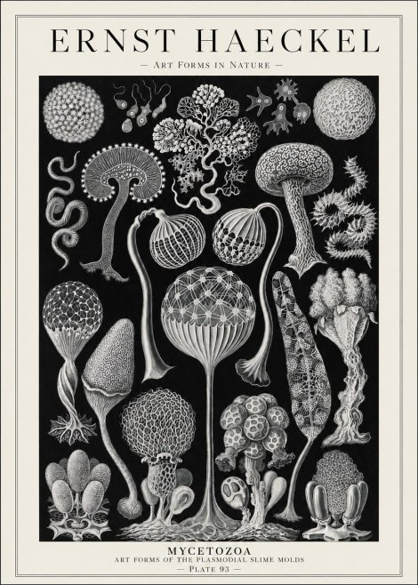 Ernst Haeckel Mycetozoa No1 - Affiche